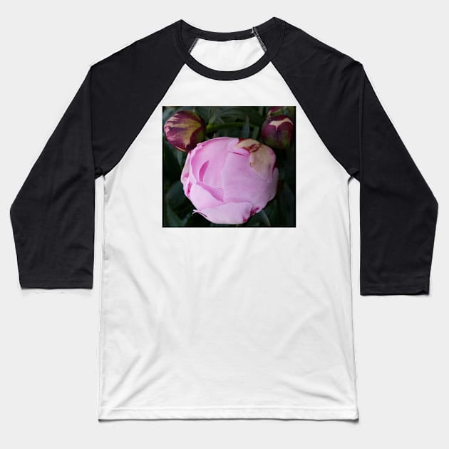 Peony Flower bud Baseball T-Shirt by robelf